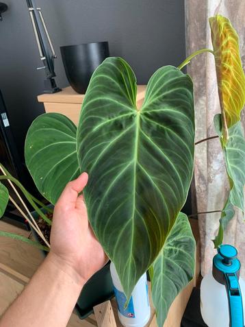 Philodendron splendid XXL met mosstok beschikbaar voor biedingen
