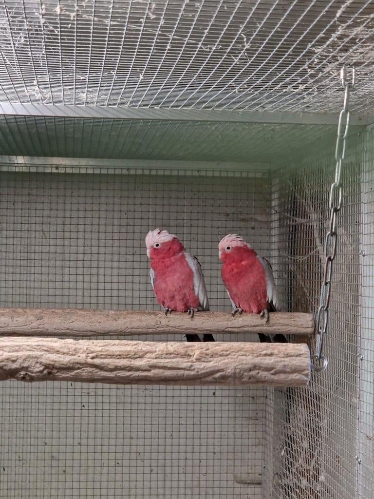 1-1 Rosekaketoes te koop, Dieren en Toebehoren, Vogels | Parkieten en Papegaaien, Meerdere dieren, Papegaai, Geringd