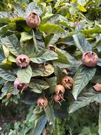 Mispels, Tuin en Terras, Ophalen, Lente