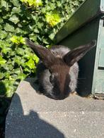 Jonge ram, Dieren en Toebehoren, Konijnen, Mannelijk, Middelgroot, 0 tot 2 jaar