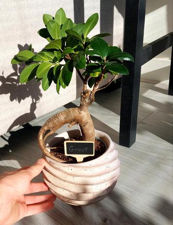 Ficus Ginseng Bonsai in Rustieke Pot beschikbaar voor biedingen