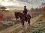 Leasepony / verzorgpony, Diensten en Vakmensen, Dieren | Paarden | Verzorging, Oppas en Les