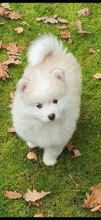 Pomsky Reutje EERSTE generatie NIET DOORGEFOKT mini husky, Dieren en Toebehoren, CDV (hondenziekte), 8 tot 15 weken, Poolhond