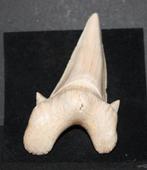 Haaientand, Verzamelen, Mineralen en Fossielen, Ophalen of Verzenden, Fossiel