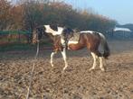 E pony (paard gefokt kwpn) 3,5jr geweldig karakter/allrounde, Dieren en Toebehoren, Pony's, B, Gechipt, 3 tot 6 jaar, Merrie
