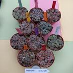 Lithops   10 stuks  8 cm doorsnede potten = 150 planten, Vetplant, Ophalen of Verzenden, In pot, Minder dan 100 cm