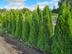 Thuja Smaragd coniferen in alle maten leverbaar, Ophalen of Verzenden, Conifeer, Haag, 100 tot 250 cm