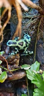 Dendrobates auratus Costa Rica., Amfibie, 0 tot 2 jaar