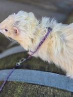 fretten ter adoptie, Dieren en Toebehoren, Overige Dieren, Juli, Meerdere dieren