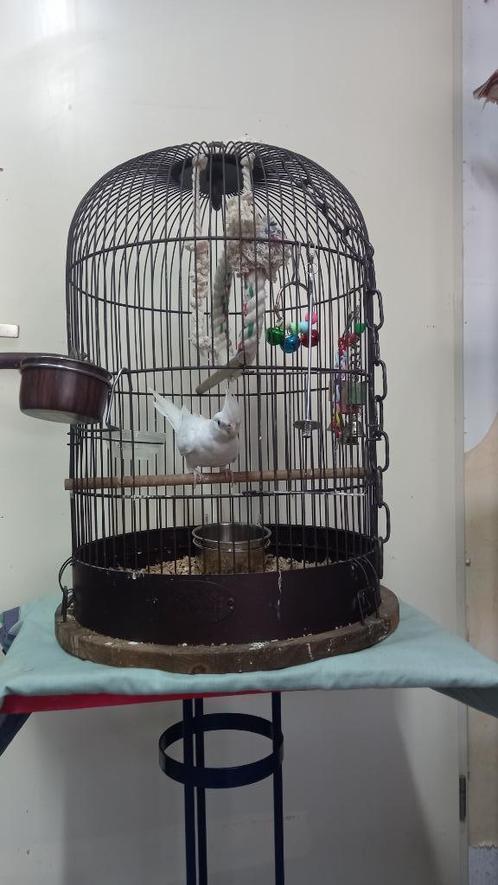 Zolux Vogelkooi Retro Marthe 2 x, Dieren en Toebehoren, Vogels | Hokken en Kooien, Zo goed als nieuw, Vogelkooi, Metaal, Ophalen