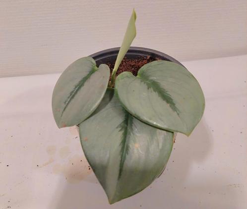 Scindapsus Treubii moonlight, Huis en Inrichting, Kamerplanten, Overige soorten, Minder dan 100 cm, Ophalen of Verzenden
