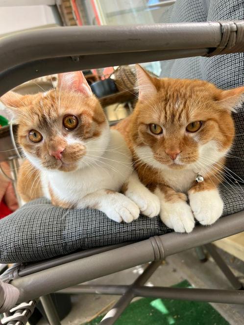Oppas gezocht!!!, Dieren en Toebehoren, Katten en Kittens | Dekkaters