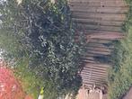 Prunus Lusitanica, Ophalen of Verzenden, Halfschaduw, Overige soorten, 100 tot 250 cm