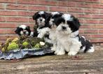 Mooie BoomerPups (Shihtzu x Maltezer), Dieren en Toebehoren, Parvo, Overige rassen, 8 tot 15 weken, Meerdere