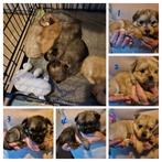 Mooie pups kruising Shih Tzu/ Pomsky, Overige rassen, 8 tot 15 weken, CDV (hondenziekte), Meerdere