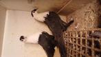 Syrië duiven, Dieren en Toebehoren, Vogels | Duiven