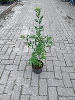 Mispel- mespilus germanica, Ophalen
