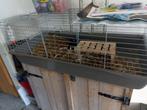 Dwergkonijn met toebehoren, Dieren en Toebehoren, Konijnen, Mannelijk, Dwerg, 0 tot 2 jaar