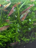 neocaridina davidi red cherry, Kreeft, Krab of Garnaal