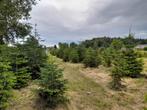Kerstbomen partij Nordmann, Tuin en Terras, Planten | Bomen, Ophalen, Volle zon, Overige soorten