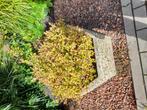 Betonnen plantenbak met kiezelstenen, Ophalen, Gebruikt, Tuin, 30 tot 60 cm