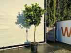 Limoenboom - Citrusboom - Stamomvang 8 - 10 cm, Tuin en Terras, 100 tot 250 cm, Zomer, Volle zon, In pot