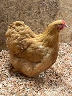Prachtige orpington groot hennen kippen, Dieren en Toebehoren, Pluimvee, Vrouwelijk, Kip
