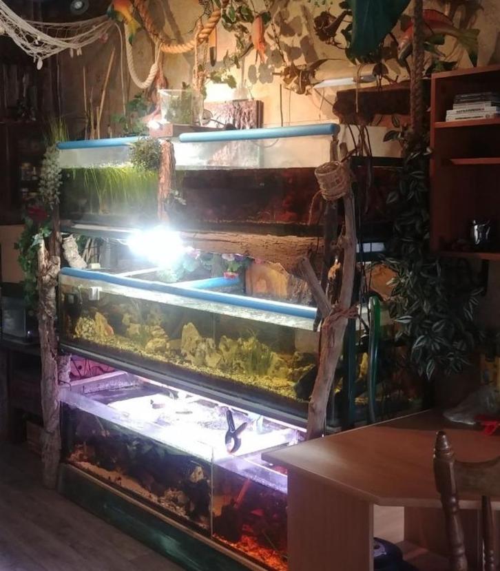 Aquarium stelling, Dieren en Toebehoren, Vissen | Aquaria en Toebehoren, Gebruikt, Leeg aquarium, Ophalen