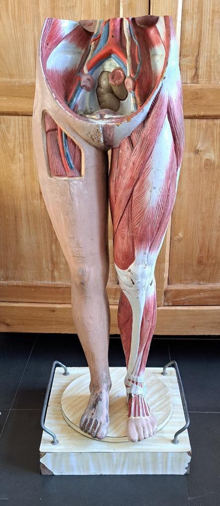 oud anatomisch model onderlichaam benen 120 hoog, Antiek en Kunst, Curiosa en Brocante, Ophalen