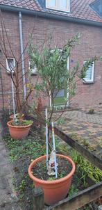 Olijfboom in pot - Mooie tuinplant, Bloeit niet, 100 tot 250 cm, Olijfboom, Ophalen