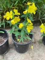 Te koop: teunisbloemen in pot, Ophalen, Bodembedekkers, Vaste plant, Halfschaduw
