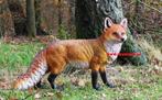 Vos  Fazant  Haas  Eland  Eekhoorn  Wolf   wildzwijn  .Enz., Verzenden, Nieuw, Kunststof, Dierenbeeld