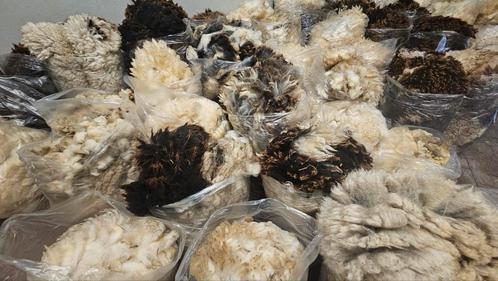Schapenwol, Dieren en Toebehoren, Schapen, Geiten en Varkens, Schaap, Vrouwelijk