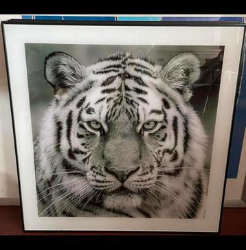 Wilde dieren portretten op glas in frame Set van 4 soorten