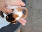 Lieve kittens, Dieren en Toebehoren, Katten en Kittens | Overige Katten, Meerdere dieren, Kortharig