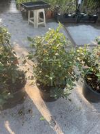 Olijf struiken winterhard vol vruchtjes kan in pot of grond, Ophalen, Zomer, Vaste plant, Overige soorten