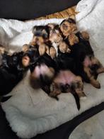 Yorkshire terrier pups, Yorkshire Terriër, Rabiës (hondsdolheid), 8 tot 15 weken, Meerdere