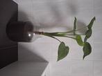 Philodendron, Huis en Inrichting, Ophalen, 100 tot 150 cm, Overige soorten, Halfschaduw