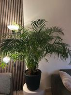 Grote Areca Palm (140cm hoog, 110cm breed), Huis en Inrichting, Kamerplanten, Ophalen, 100 tot 150 cm, Palm, Halfschaduw