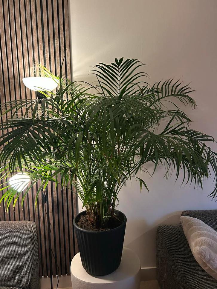 Grote Areca Palm (140cm hoog, 110cm breed), Huis en Inrichting, Kamerplanten, Palm, 100 tot 150 cm, Groene kamerplant, Halfschaduw
