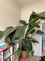 Gratis mega Nicolai plant ter donatie, Huis en Inrichting, Ophalen