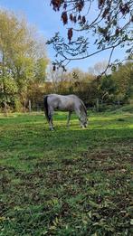 Franse volbloed te koop, Dieren en Toebehoren, Paarden, Gechipt, Ruin, 160 tot 165 cm, 11 jaar of ouder