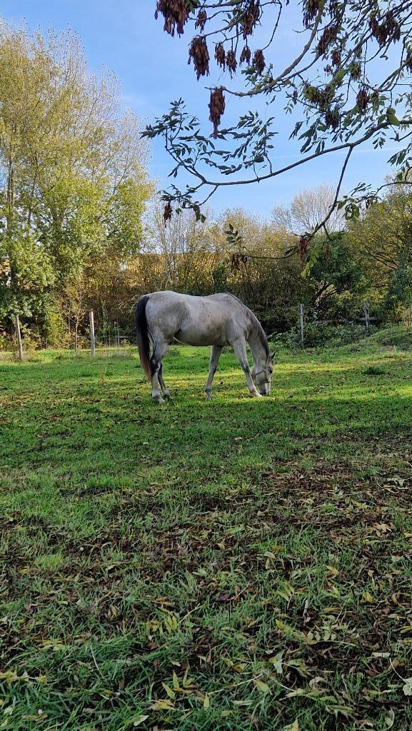 Franse volbloed te koop, Dieren en Toebehoren, Paarden, Ruin, 160 tot 165 cm, 11 jaar of ouder, Recreatiepaard, Met stamboom, Gechipt