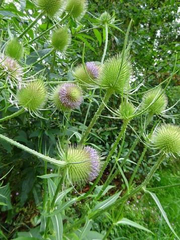 GRATIS Kaardebolplantjes en evt diverse andere soorten