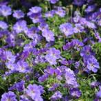 Geranium vaste planten soorten, Tuin en Terras, Planten | Tuinplanten, Ophalen of Verzenden, Overige soorten, Volle zon