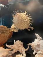 1 grote echte opgezette stekel Zee Egel of kogel, Verzamelen, Dierenverzamelingen, Ophalen of Verzenden, Zo goed als nieuw, Overige soorten