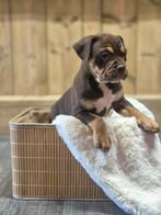 Old English bulldog pups mogen het nest verlaten, Dieren en Toebehoren, Rabiës (hondsdolheid), 8 tot 15 weken, Bulldog, Meerdere