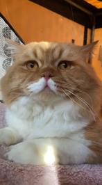 Brits langhaar kater, Dieren en Toebehoren, Kater, Gechipt, 3 tot 5 jaar