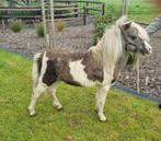 Geweldig mooie silverdapplebonte dekhengst, Dieren en Toebehoren, Hengst