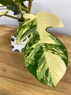 Philodendron Squamiferum Variegata, Ophalen of Verzenden, Overige soorten, Minder dan 100 cm